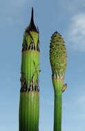 Image of Equisetum ramosissimum subsp. ramosissimum