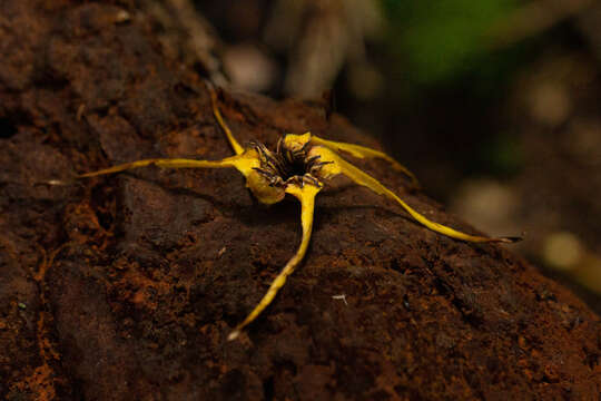 Слика од Strophanthus bequaertii Staner & Michotte