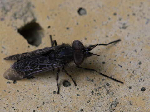 Image of common horse fly