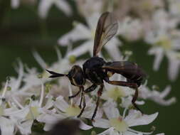 Image of Conops strigatus Wiedemann 1824