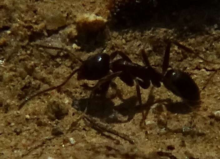 Image of Argentine Ant