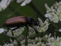 Image of Paracorymbia maculicornis (Degeer 1775)