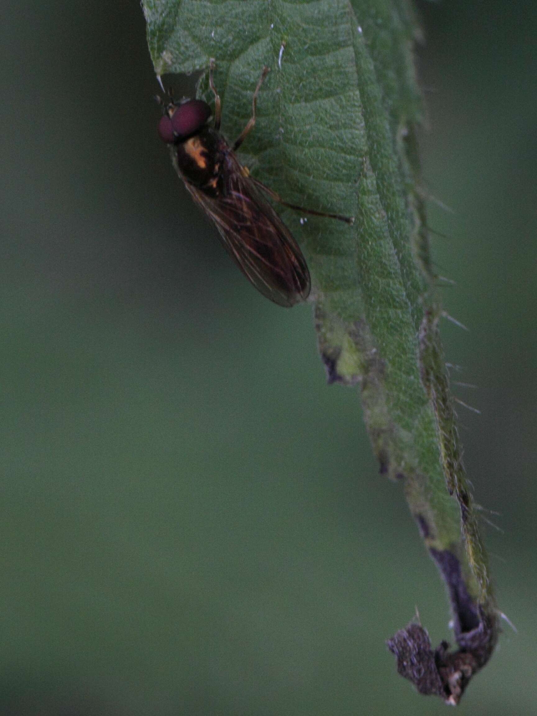 Image of Melanostoma scalare (Fabricius 1794)