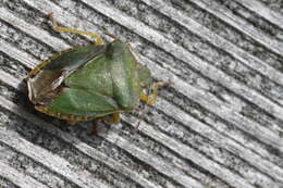 Image of Green shield bug