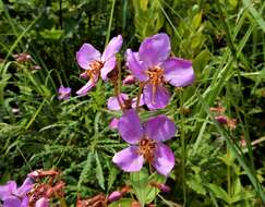 Imagem de Rhexia virginica L.