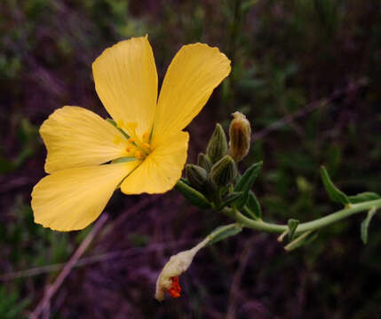 Image of pitted stripeseed