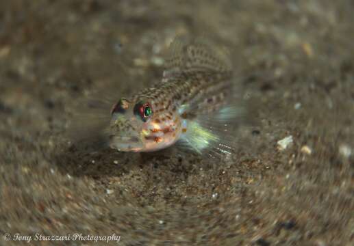 Image of Hoese&#39;s sandgoby