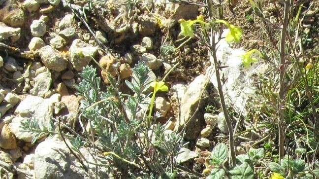 Image de Macrosyringion longiflorum (Vahl) Rothm.