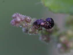 Image of Nettle Pollen Beetle