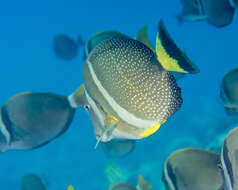 Image of Mustard Surgeonfish