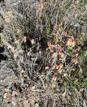 Image of Hermannia filifolia L. fil.