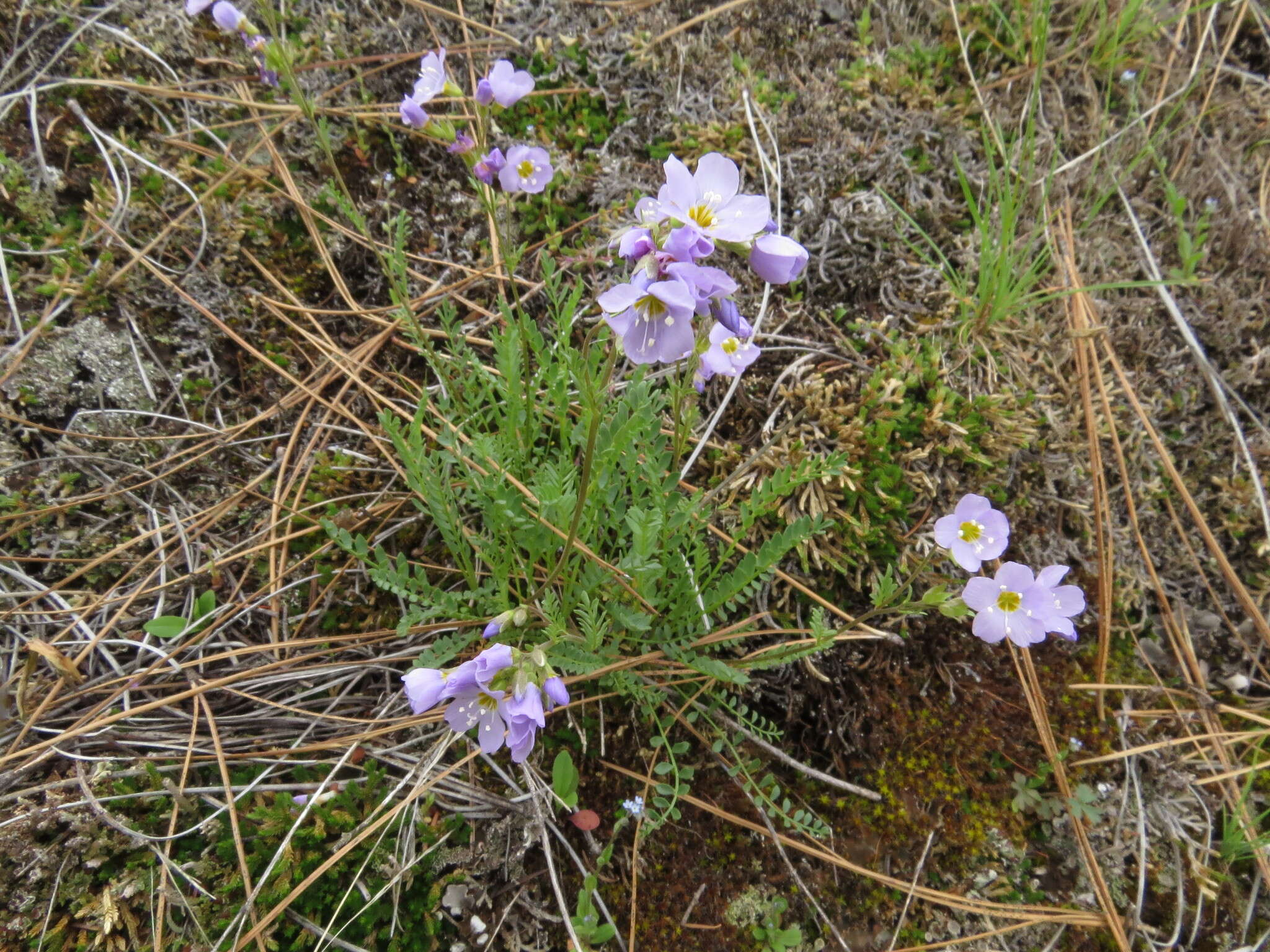 Image de Polemonium pulcherrimum subsp. lindleyi (Wherry) V. Grant