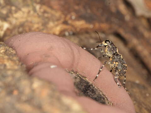 Image of fungus weevils