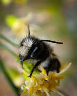 Megachile saulcyi Guérin-Méneville 1845 resmi