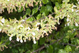 Image of yellow germander