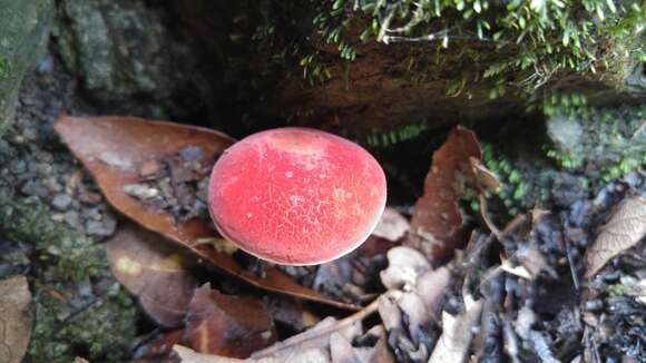 Imagem de Hortiboletus rubellus (Krombh.) Simonini, Vizzini & Gelardi 2015