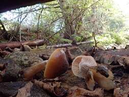 Image of Armillaria nabsnona T. J. Volk & Burds. 1996