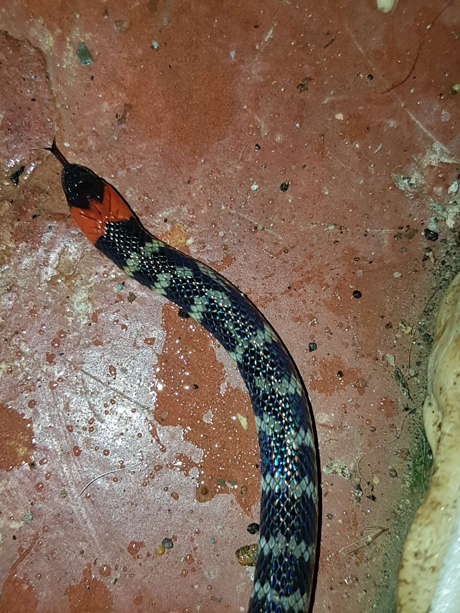 Image of Clark's Ground Snake