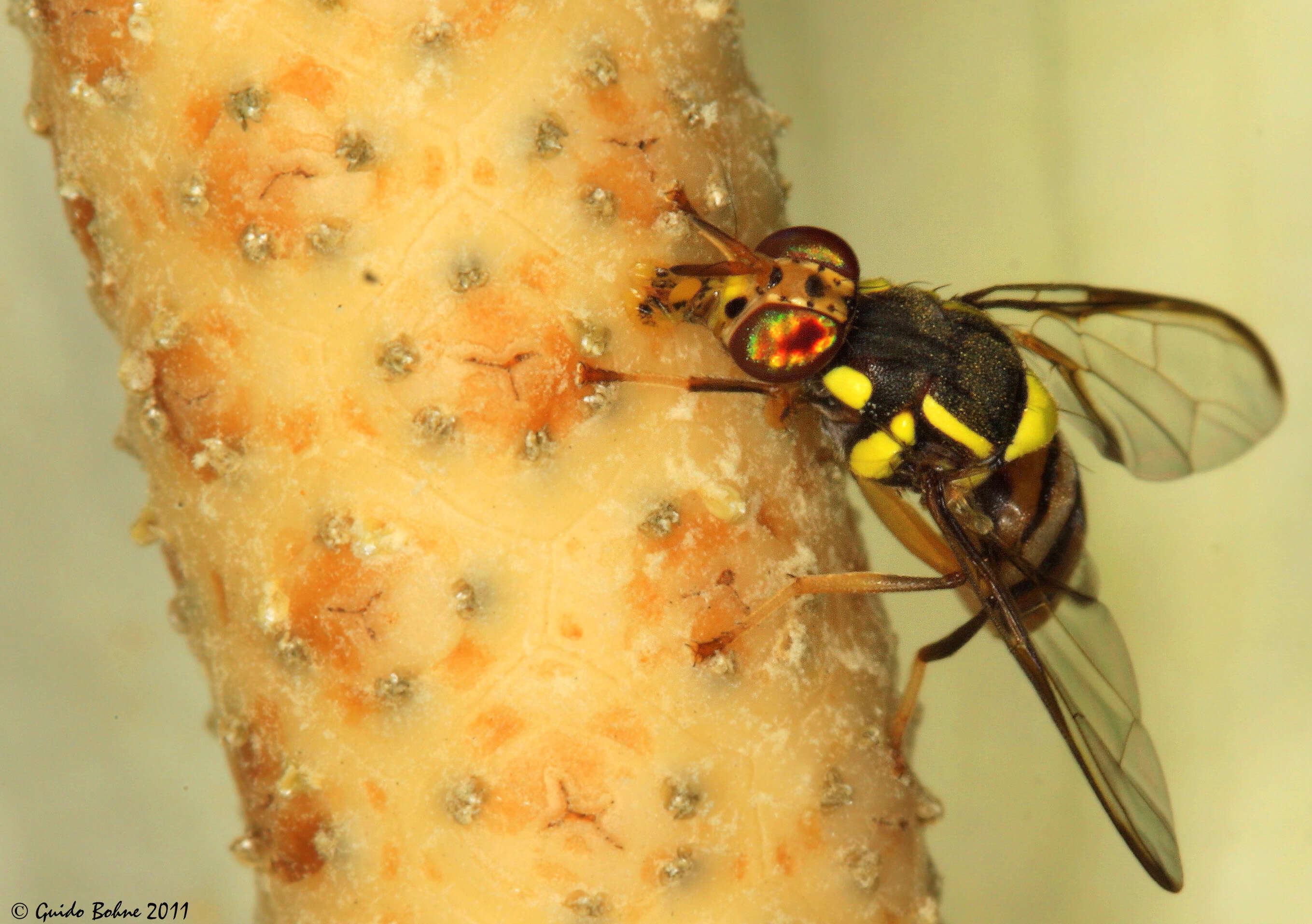 Image of Oriental fruit fly