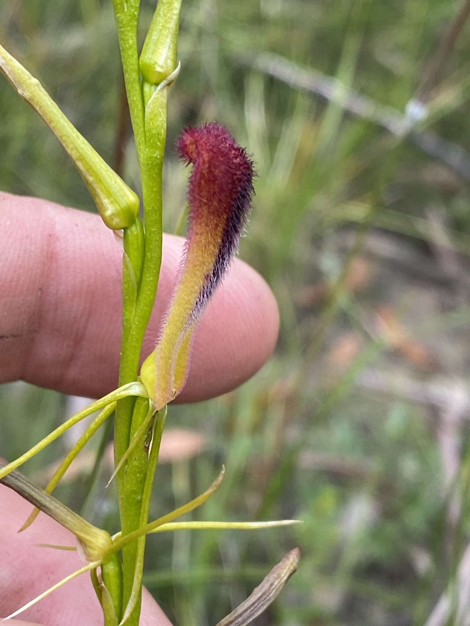 Image of Leafless tongue orchid