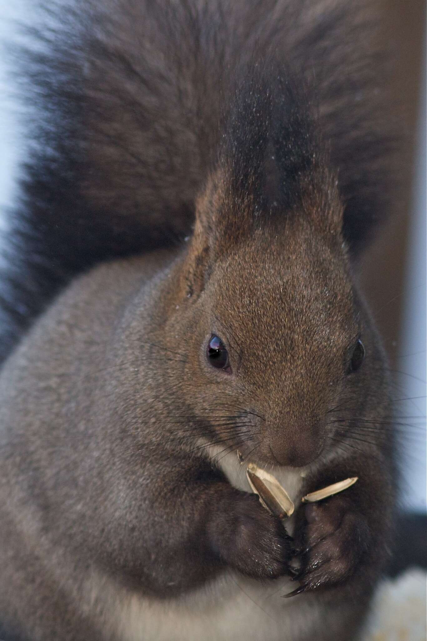 Слика од Sciurus vulgaris orientis Thomas 1906