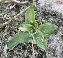 Image of Brachystele camporum (Lindl.) Schltr.