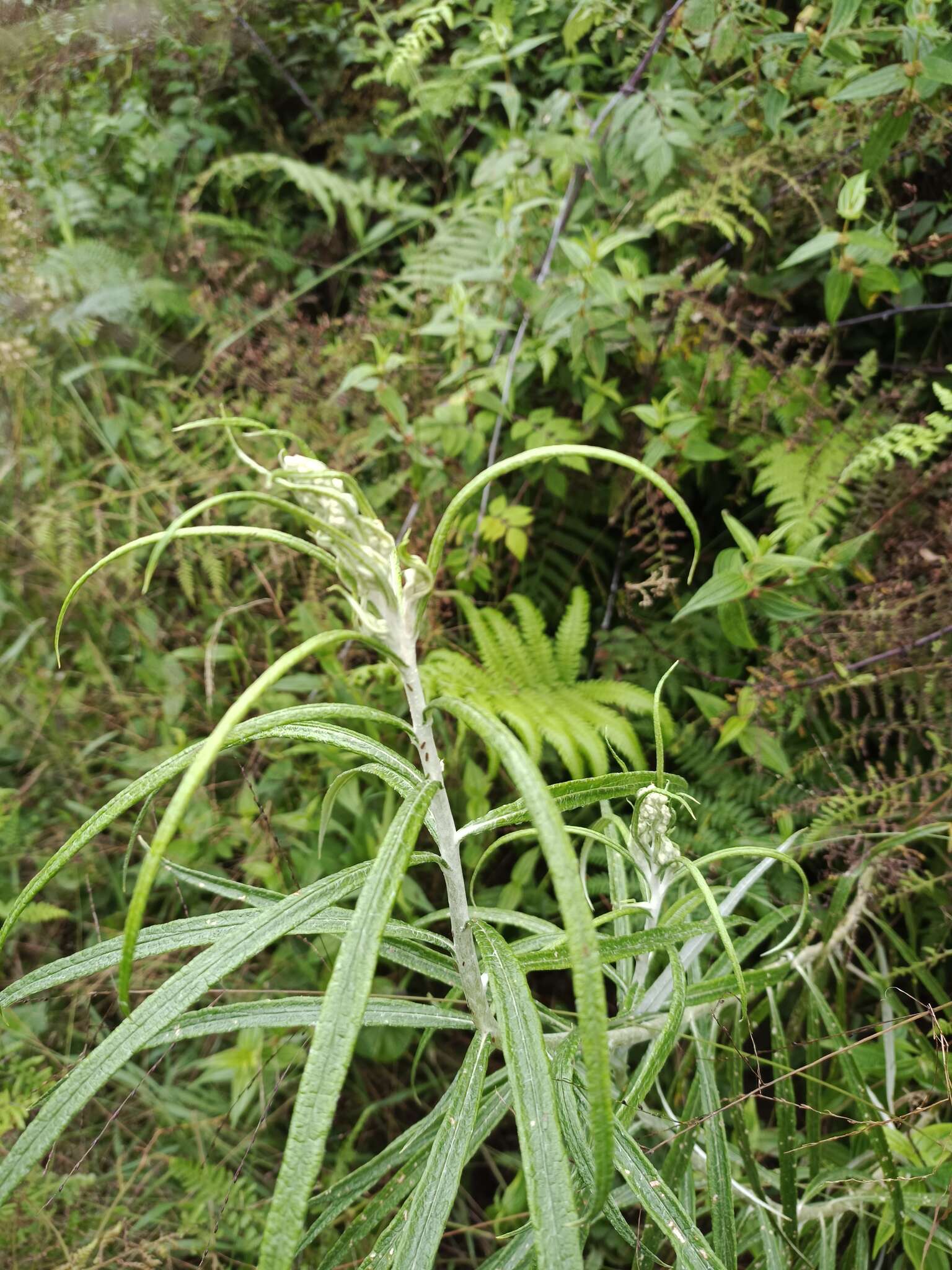 Image of Anaphalis longifolia (BI.) DC.