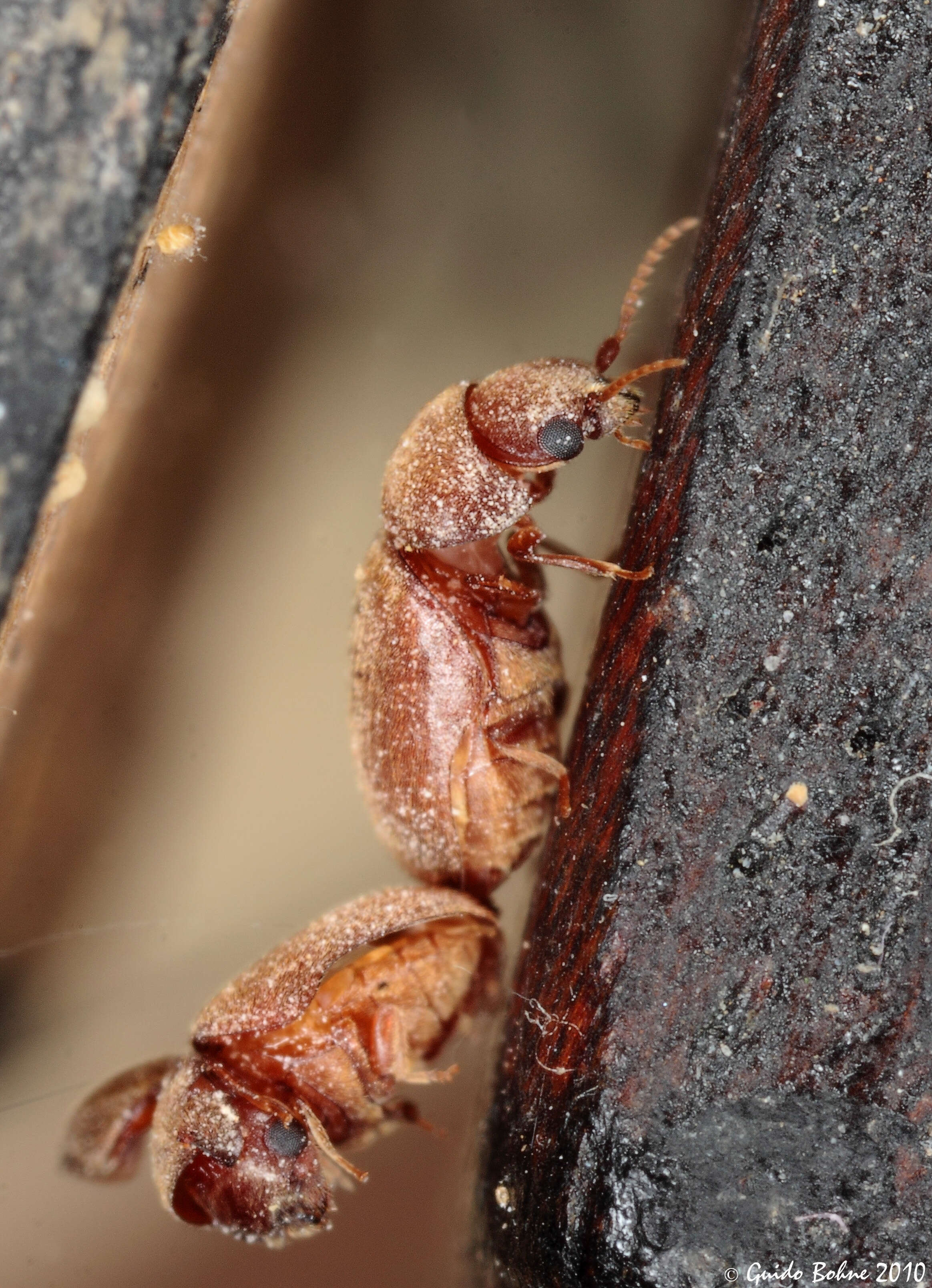 Image of cigarette beetle