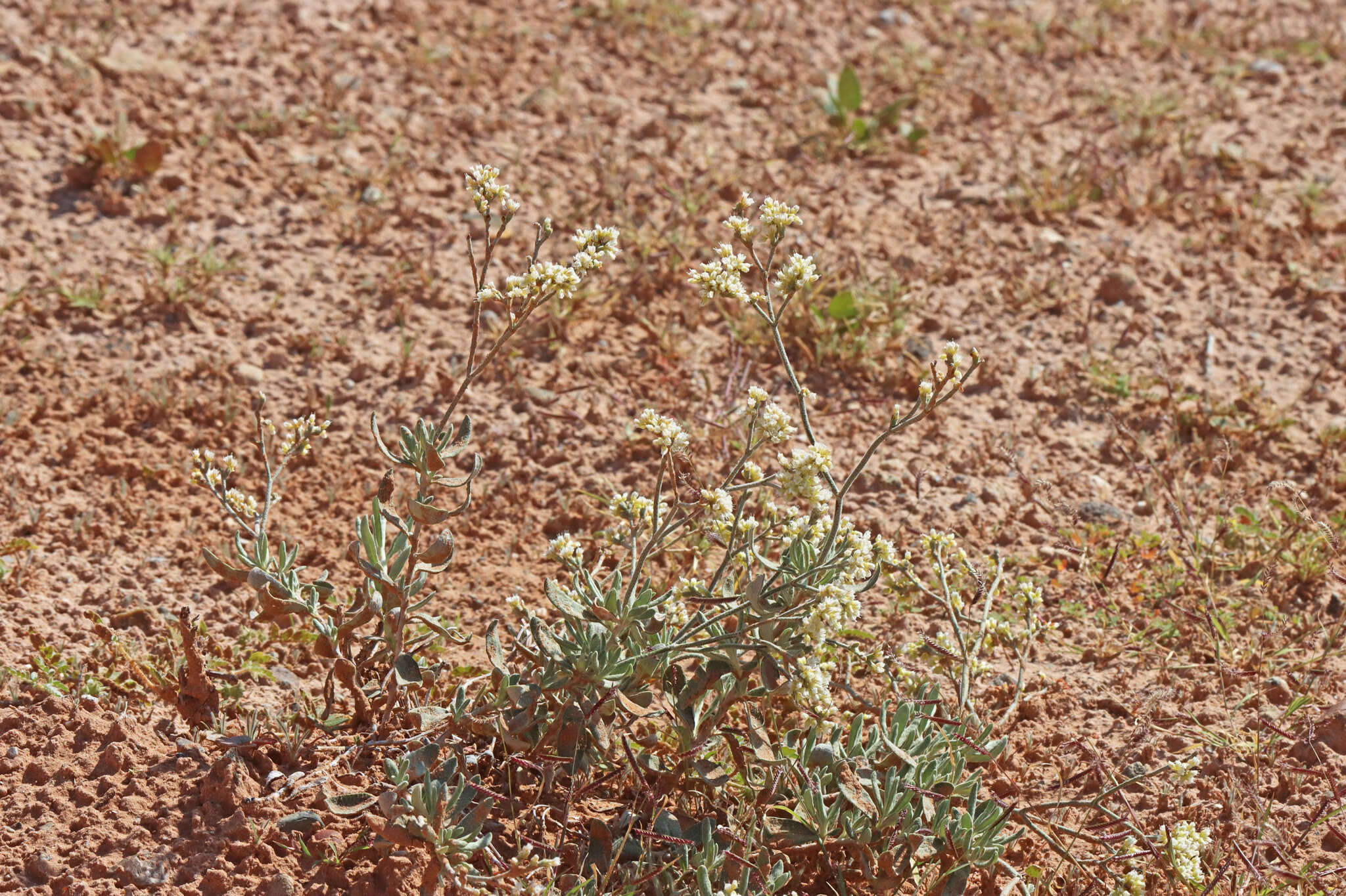 Eriogonum leptocladon var. ramosissimum (Eastwood) Reveal resmi