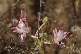 Image of Alstroemeria diluta Ehr. Bayer