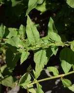 Image of Alpine Fleeceflower