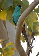 Image of Hooded Parrot