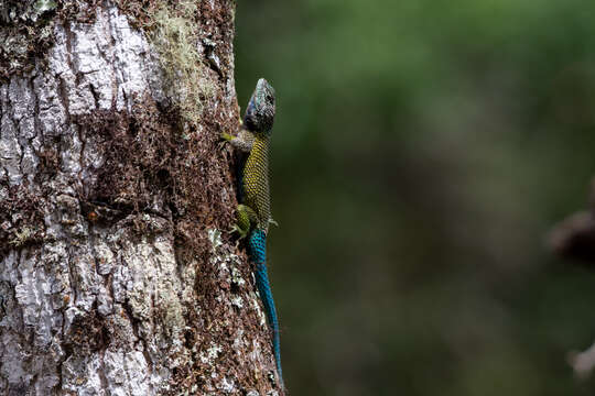 Image of Sceloporus esperanzae Mccranie 2018