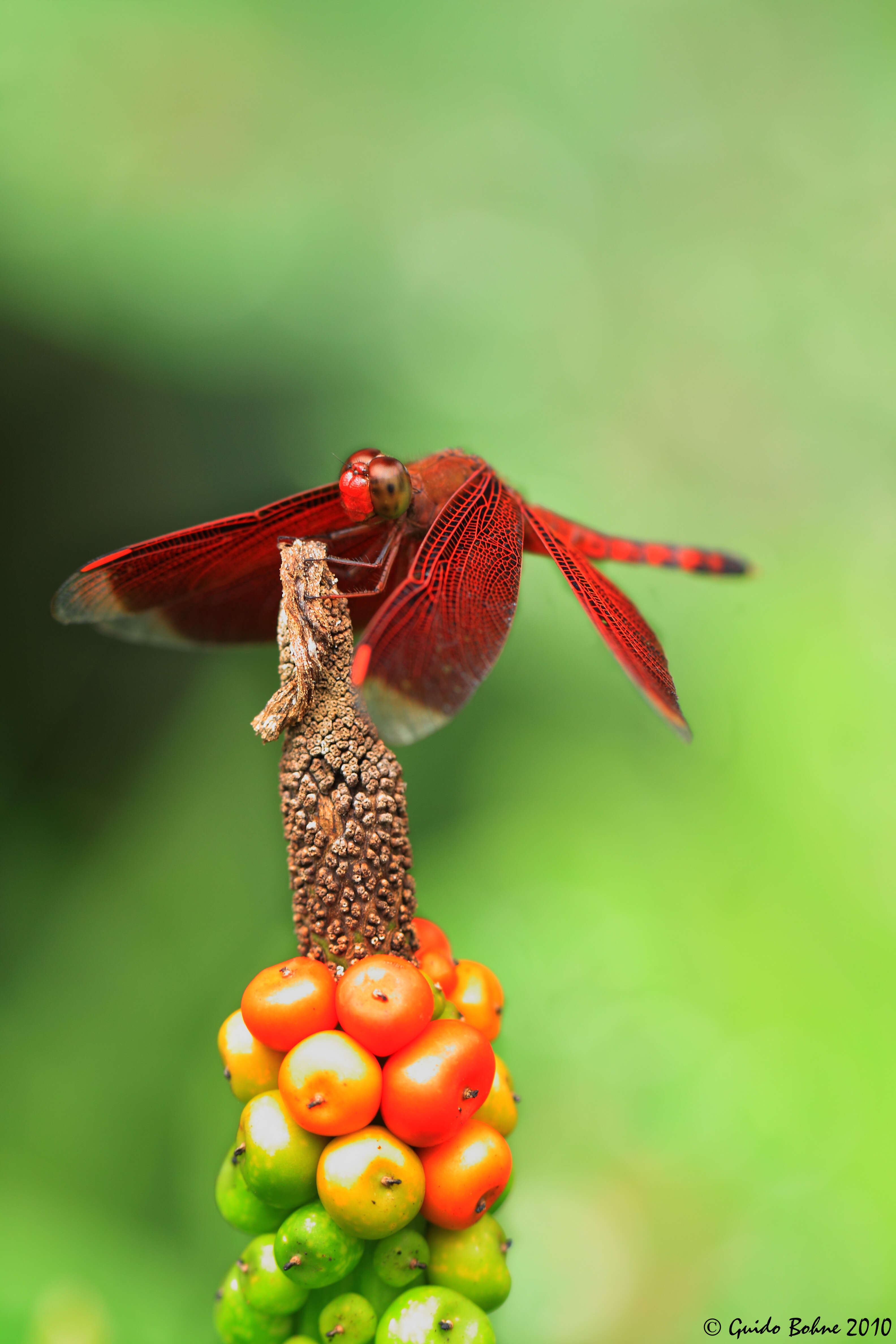 Image of Neurothemis terminata Ris 1911