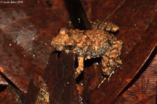 Image of Fanged River Frog