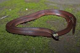 Image of MacClelland’s Coral Snake