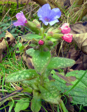 Image of Lungwort