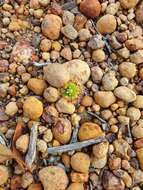 Image of Drosera hyperostigma N. Marchant & Lowrie