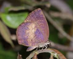 Plancia ëd Arhopala perimuta (Moore 1857)