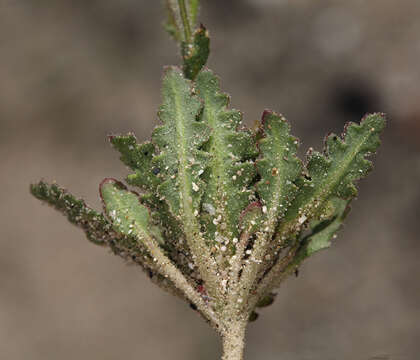 Image of coyote gilia