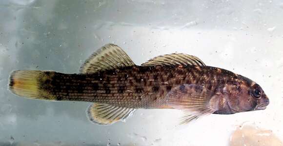 Image of Greenfin darter