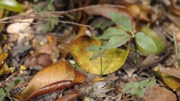 Image of Mankyua chejuensis B. Y. Sun, M. H. Kim & C. H. Kim