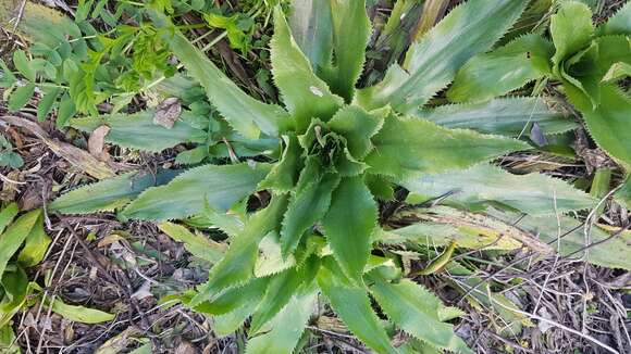 Plancia ëd Eryngium elegans Cham. & Schltdl.