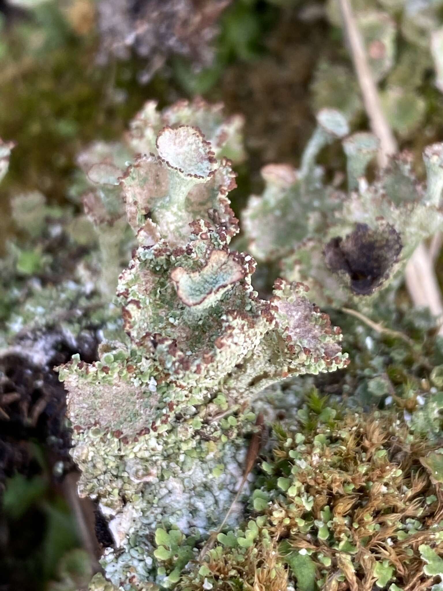 Plancia ëd Cladonia ramulosa (With.) J. R. Laundon