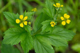 Imagem de Geum macrophyllum Willd.