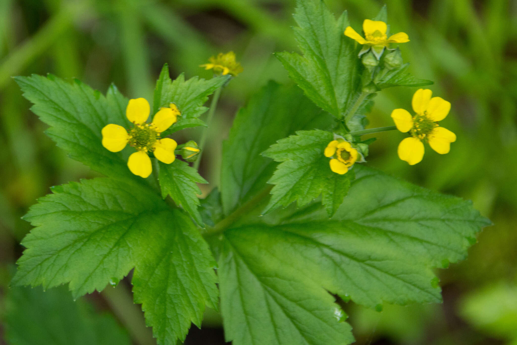 Image of Bigleaf Avens