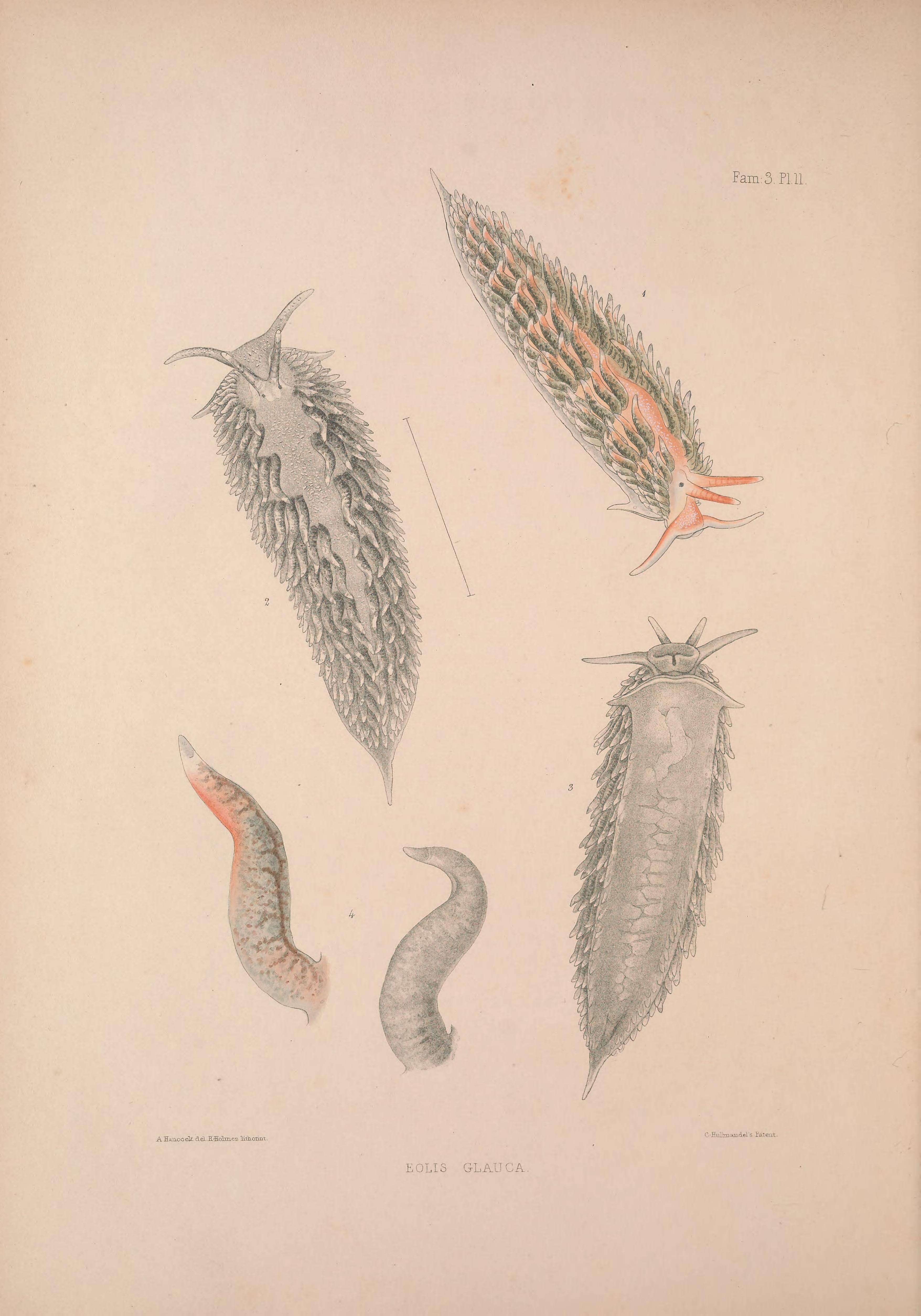 Image de Aeolidiella glauca (Alder & Hancock 1845)
