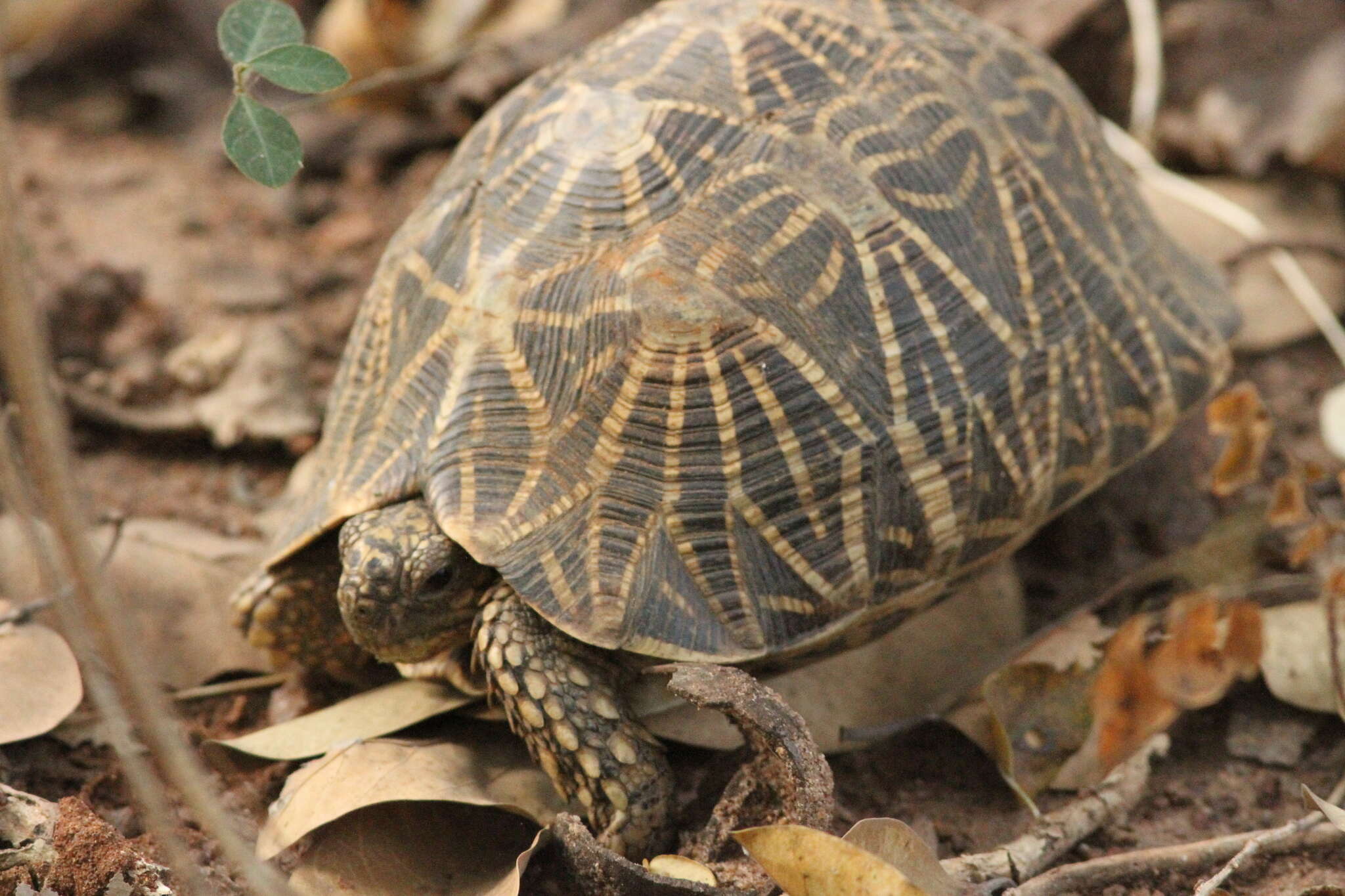 Image of Typical Tortoises