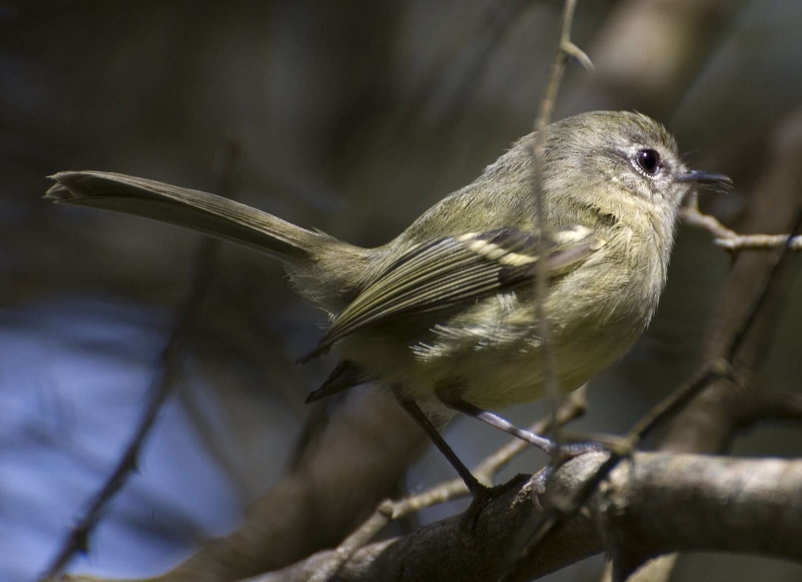 Phylloscartes ventralis (Temminck 1824)的圖片