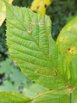 Image of Stigmella villosella (Clemens 1861) Newton et al. 1982